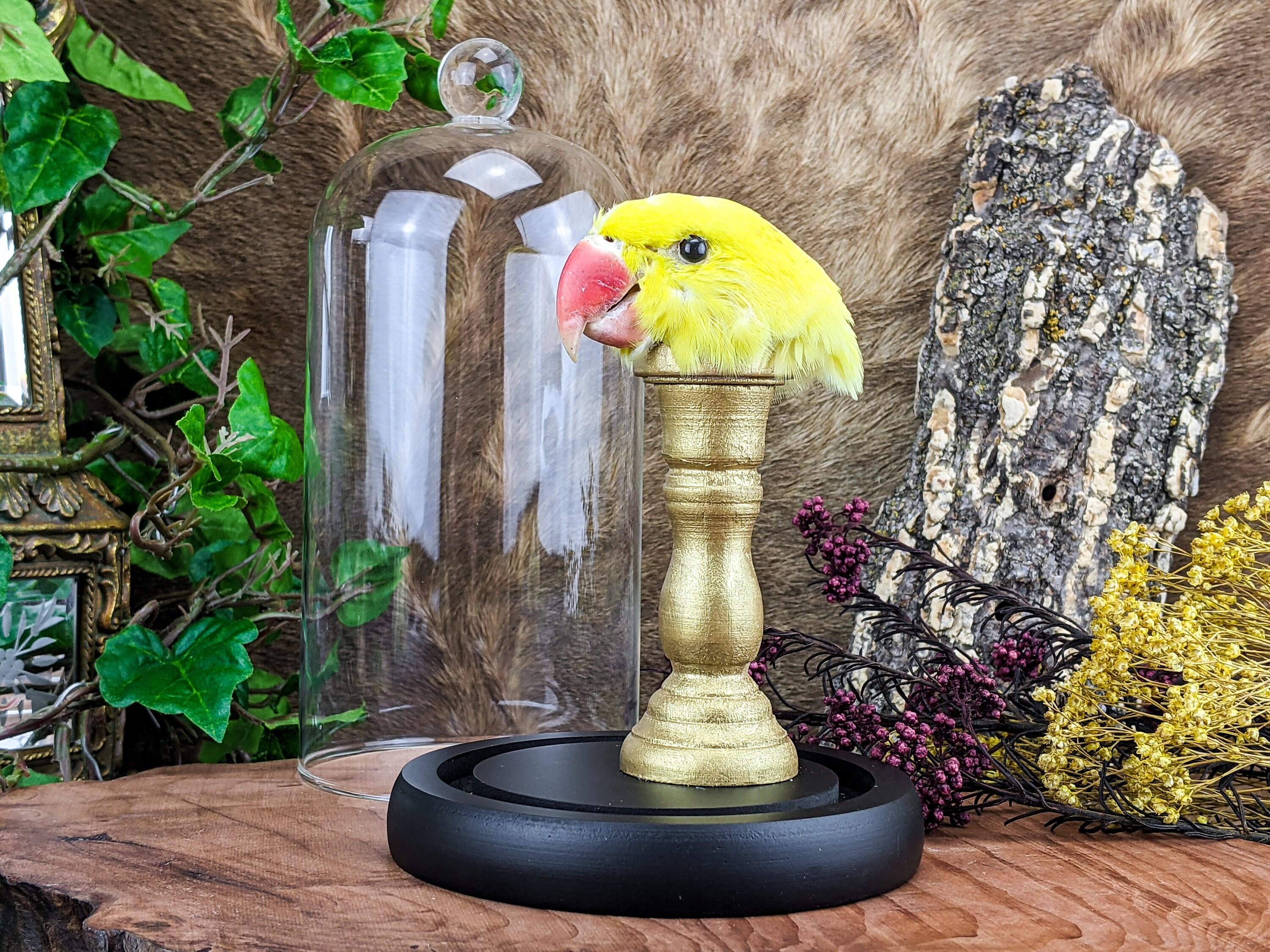 G36 Lutino Ringneck Parakeet Head mount glass dome display ...