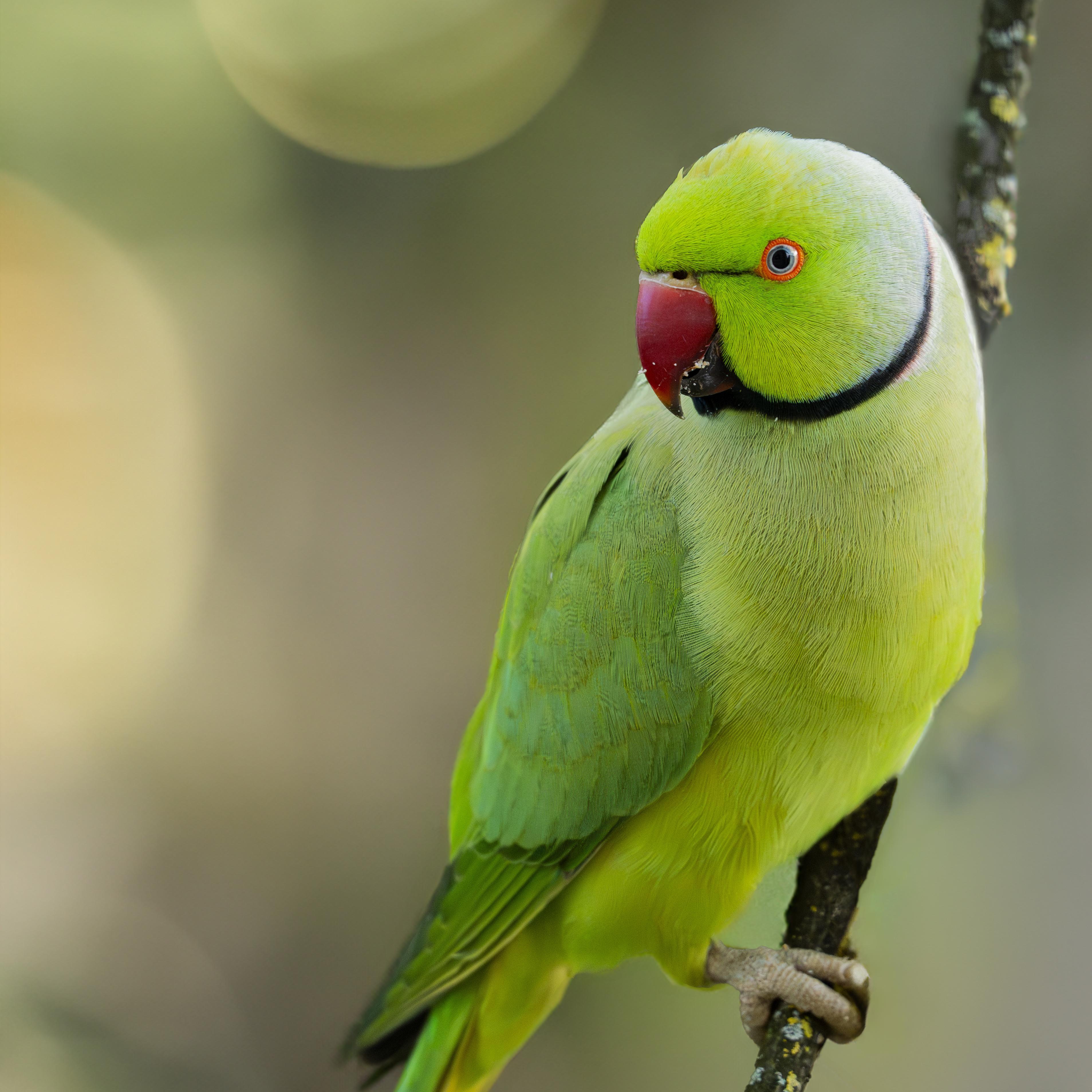 Wilder Papagei in Heidelberg : r/naturfreunde