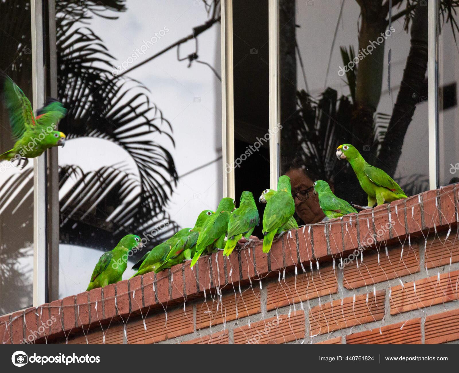 Medellin Antioquia Kolumbien Dezember 2020 Grüne Papageien Stehen ...