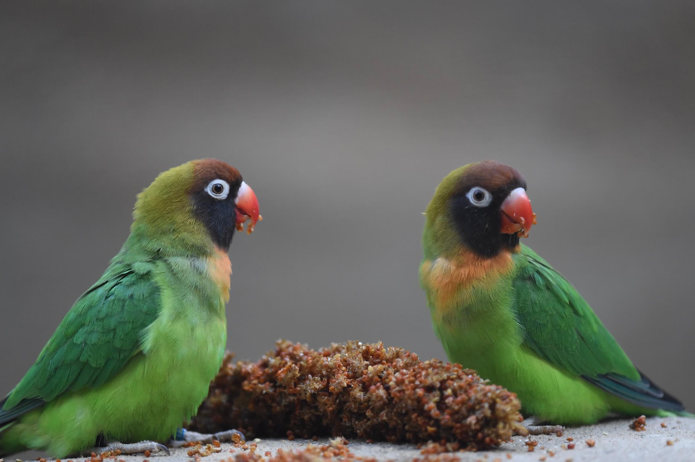 Russköpfchen | Tierpark Bern